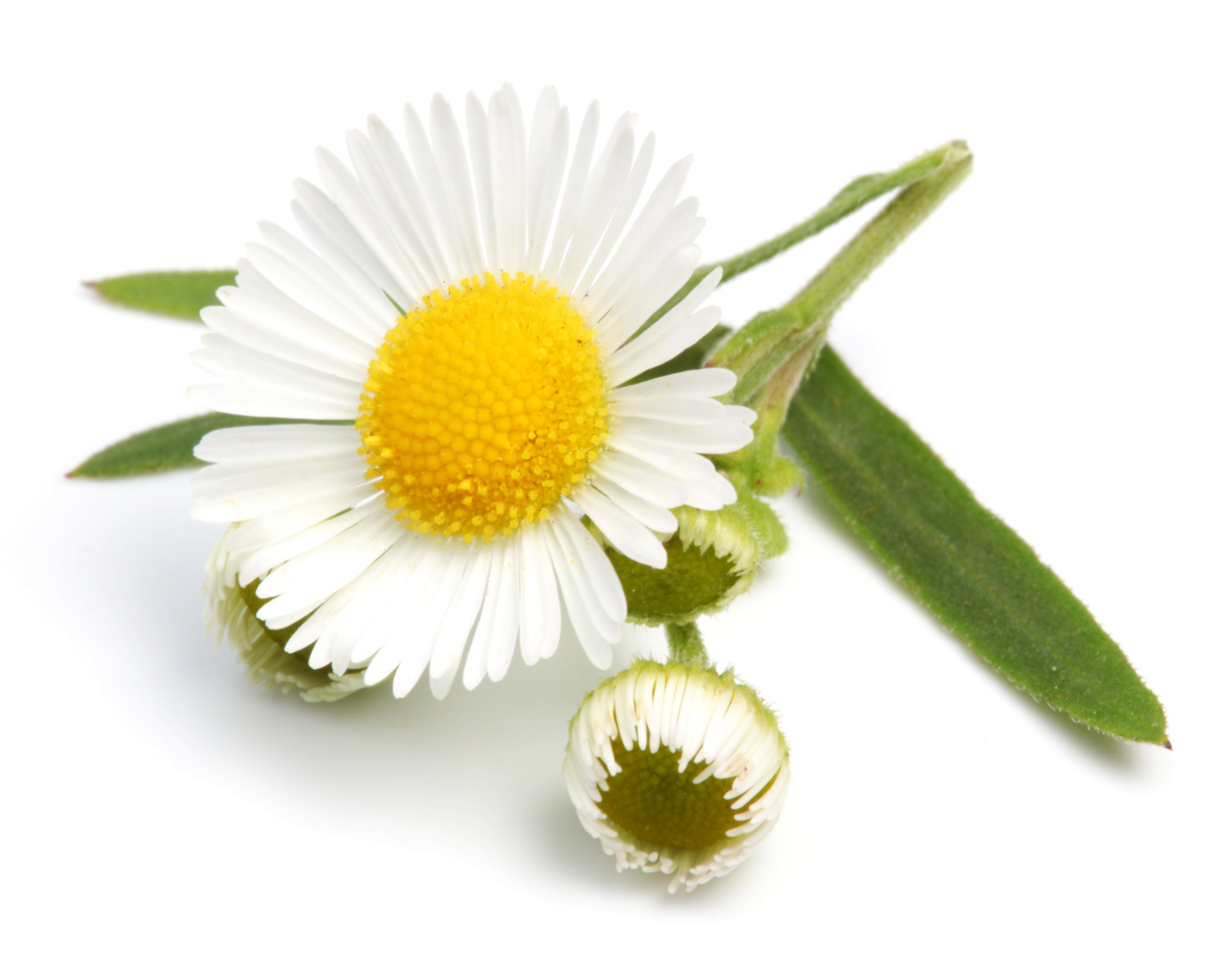 Life Extension Europe: Chamomile flower on white background